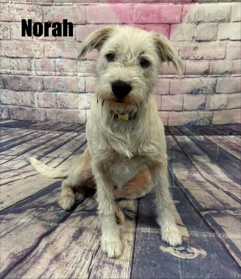 Norah
