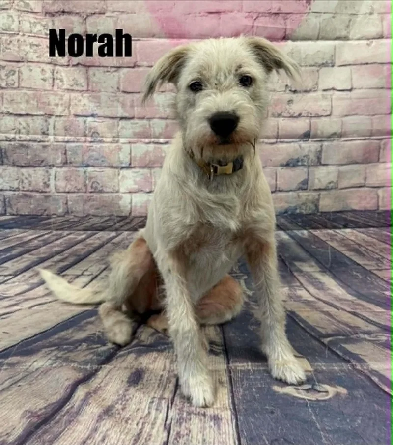Norah thumbnail 2