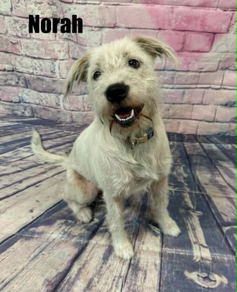 Norah thumbnail 3