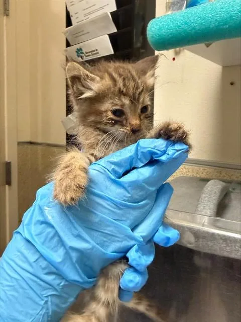 A baby small-sized female Domestic Short Hair cat named Chiwa for adoption in Riverside, CA
