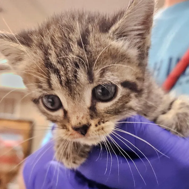 A baby small-sized female Brown / Chocolate Domestic Short Hair cat named Parker for adoption in Hattiesburg, MS