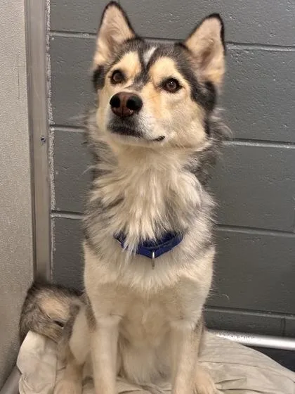 An adult medium-sized female Husky dog named Aura for adoption in West Chester, PA
