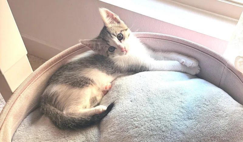 A baby medium-sized male Domestic Short Hair cat named Sven for adoption in San Jose, CA