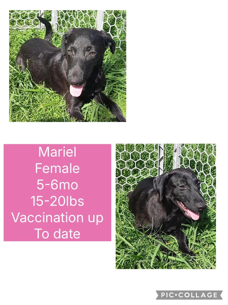 A young small-sized female Mixed Breed dog named Mariel for adoption in San Juan, PR
