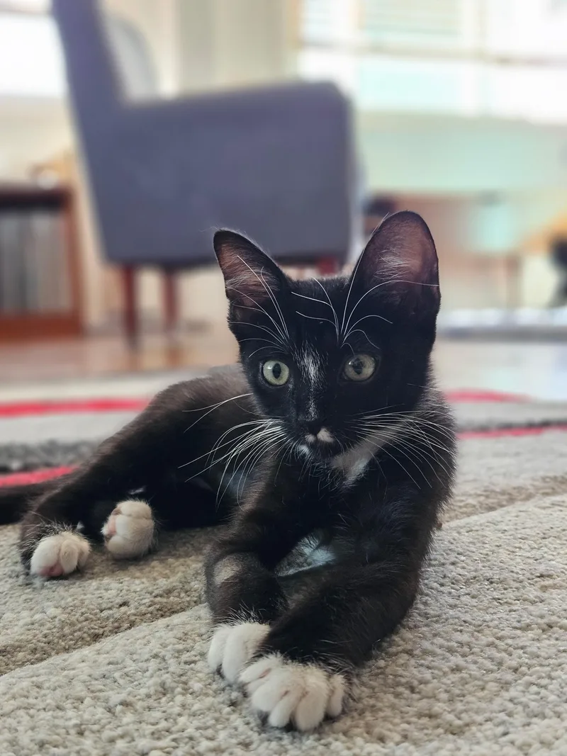A young small-sized female Black & White / Tuxedo Domestic Short Hair cat named Moo for adoption in Inglewood, CA