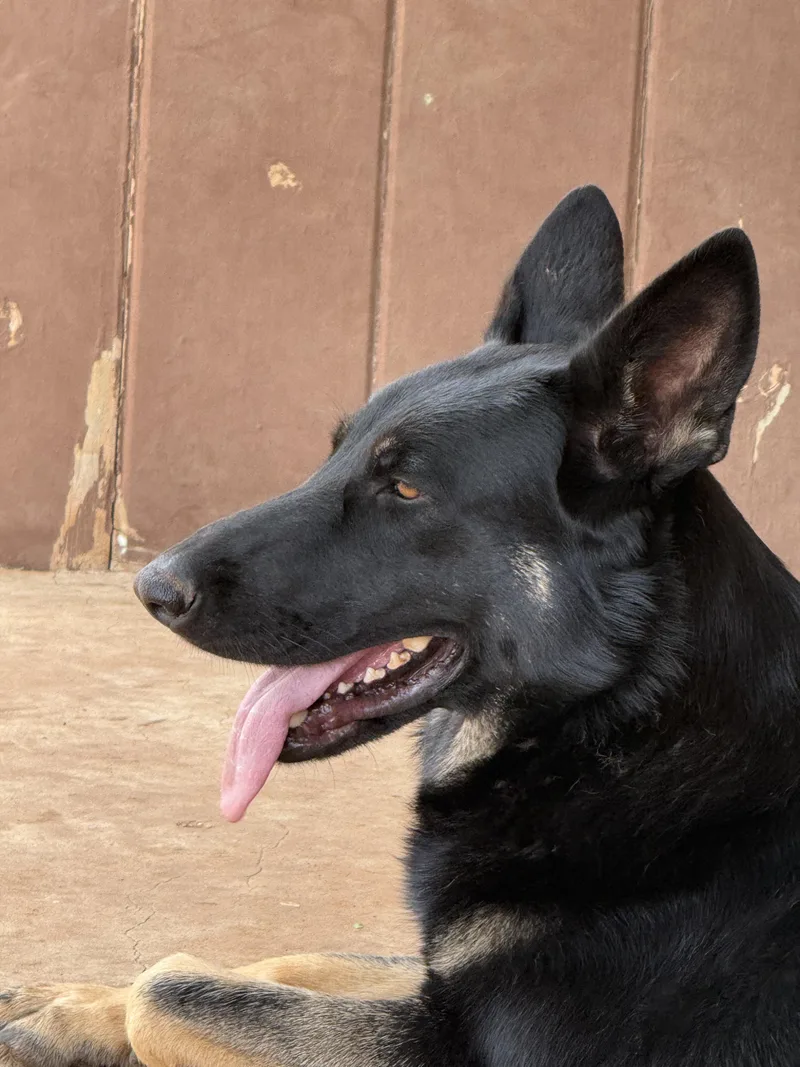 An adult large-sized female Black German Shepherd Dog dog named Mollie for adoption in Levelland, TX