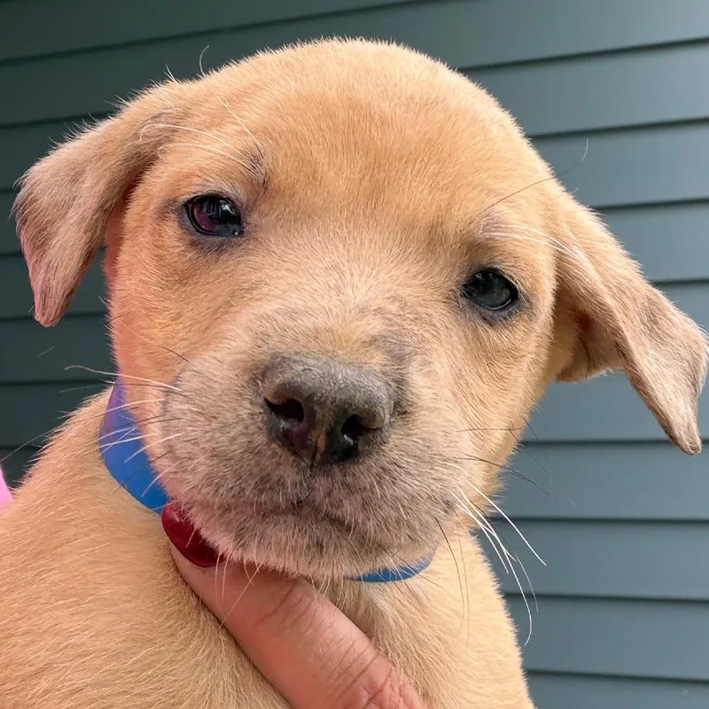 A baby small-sized male Brown / Chocolate Boxer dog named Leonard  Green for adoption in Greenfield, IN