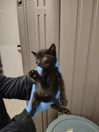 A baby small-sized female Domestic Short Hair cat named Poppop for adoption in Gastonia, NC