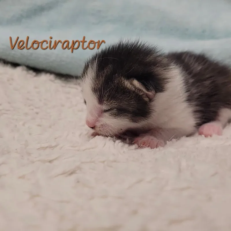 A baby small-sized male Brown / Chocolate Domestic Short Hair cat named Velociraptor for adoption in Parkersburg, WV