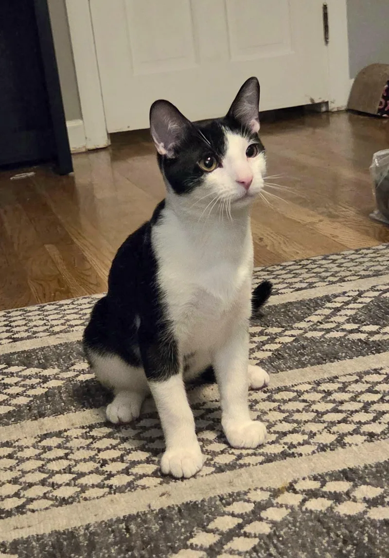 A baby medium-sized male Black & White / Tuxedo Domestic Short Hair cat named Mixer and Blender for adoption in Washington, PA