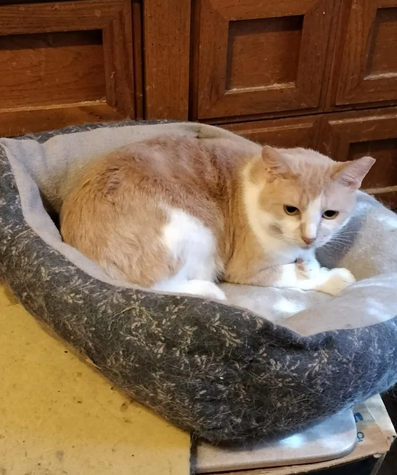 An adult medium-sized male American Shorthair cat named Deano for adoption in Phoenix, AZ
