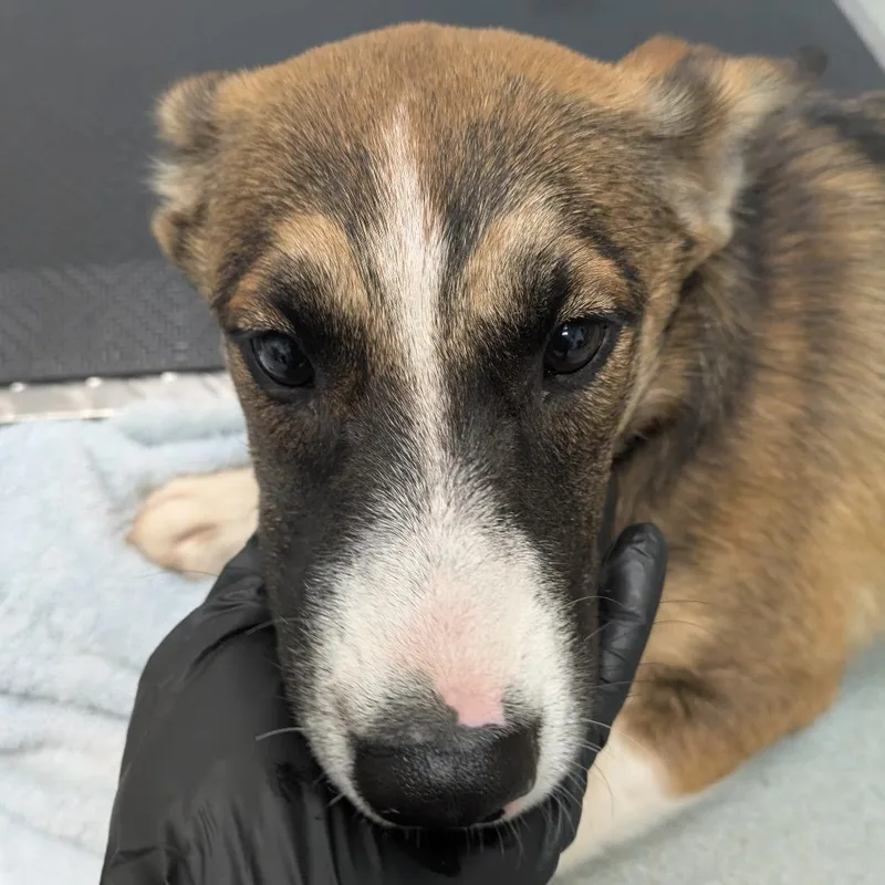 A young medium-sized female Brown / Chocolate Shepherd dog named Callisto for adoption in Abilene, TX