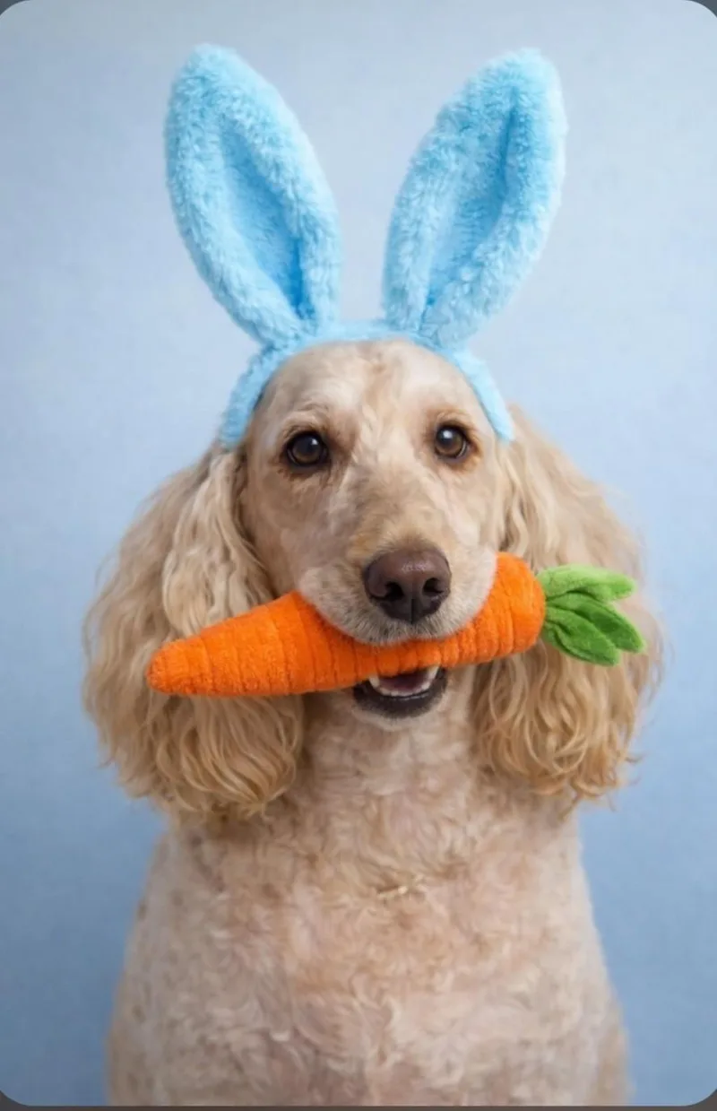 An adult medium-sized female Apricot / Beige Goldendoodle dog named Sadie for adoption in Farmington, MO