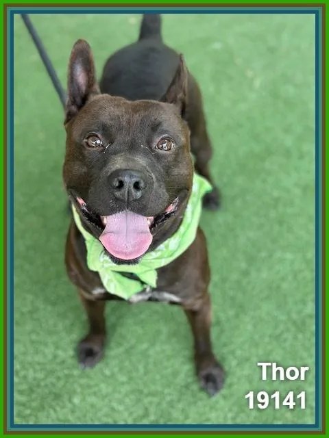 An adult medium-sized male Brown / Chocolate Pit Bull Terrier dog named Thor for adoption in Marietta, GA