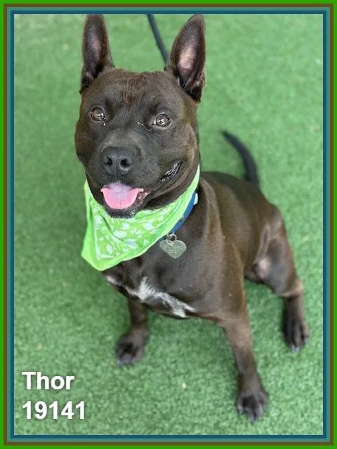 Thor thumbnail 2