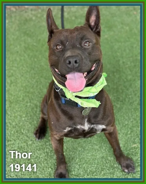 Thor thumbnail 3