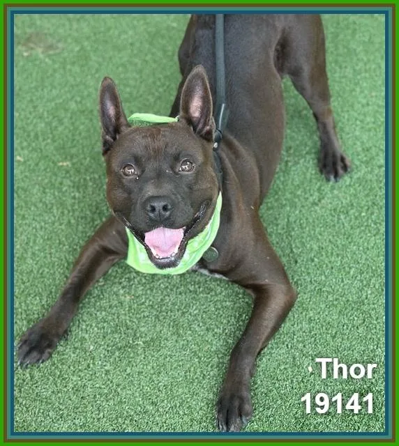 Thor thumbnail 4