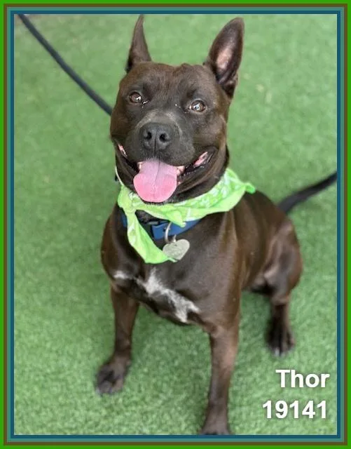 Thor thumbnail 5