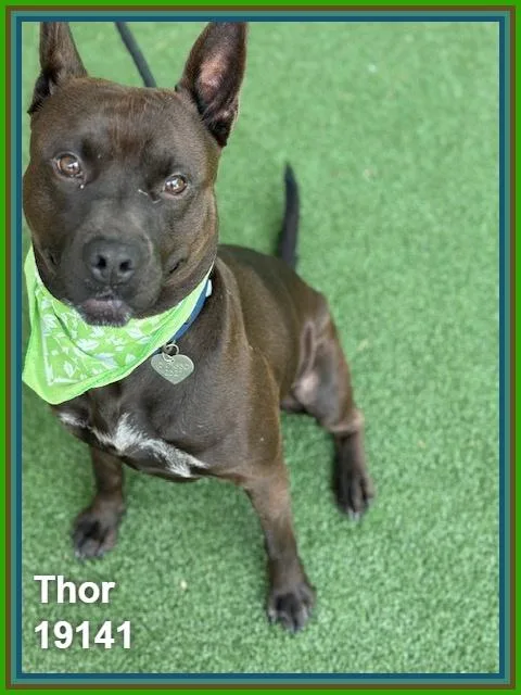 Thor thumbnail 6