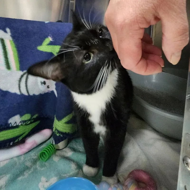 An adult medium-sized female Black Domestic Short Hair cat named Daisy for adoption in Grand Rapids, MI