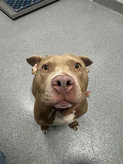 A senior large-sized female Pit Bull Terrier dog named Furgie for adoption in Sevierville, TN