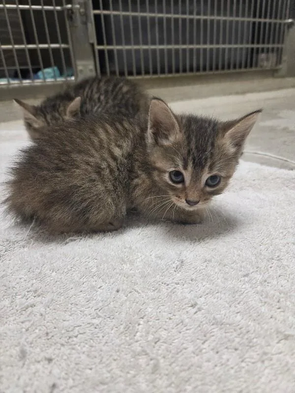 A young medium-sized female Domestic Medium Hair cat named Kit Kat for adoption in Bluffton, IN