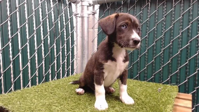 A baby medium-sized female Pit Bull Terrier dog named Skye for adoption in Downey, CA