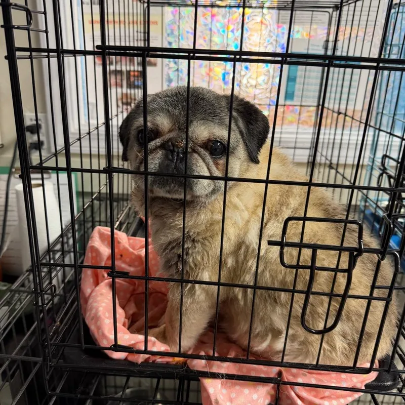 A senior small-sized female Yellow / Tan / Blond / Fawn Pug dog named Cammie for adoption in Uniontown, PA