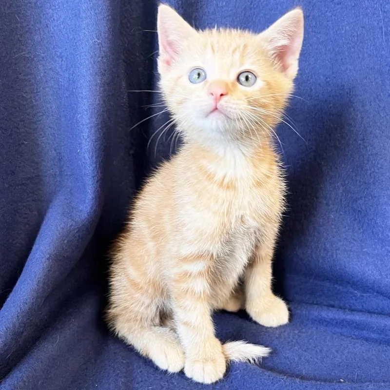 A baby small-sized male Orange / Red Domestic Short Hair cat named Hamlin for adoption in Mount Juliet, TN
