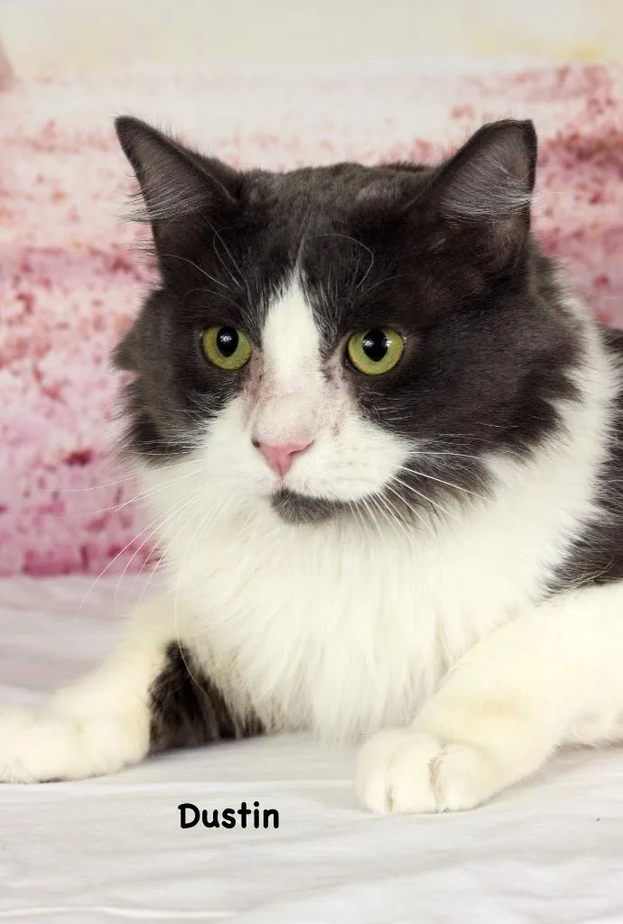 An adult small-sized male Domestic Short Hair cat named Dustin for adoption in Gilbert, AZ