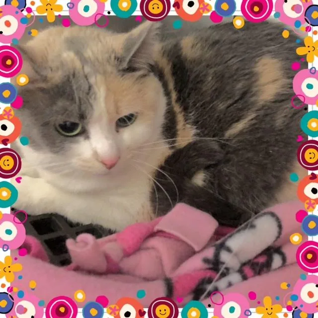 An adult small-sized female Dilute Calico Domestic Short Hair cat named Camille for adoption in Buckhannon, WV