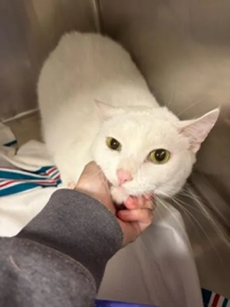 An adult small-sized male Domestic Short Hair cat named Frodo for adoption in Morristown, TN