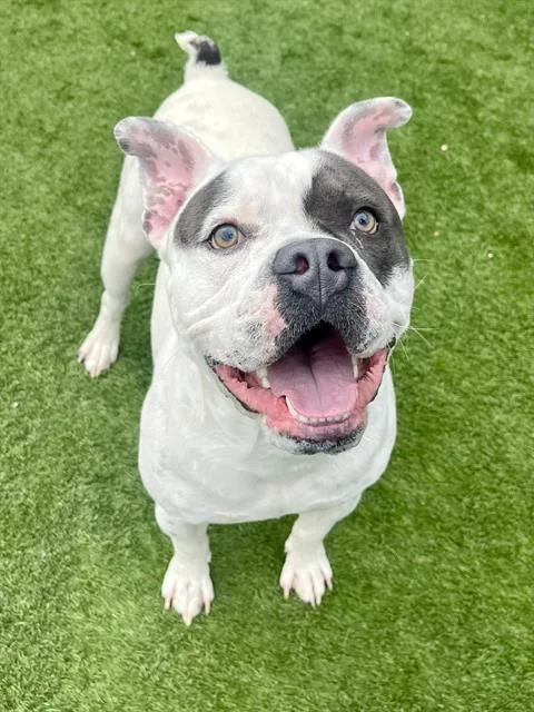 An adult large-sized male Mixed Breed dog named Maximiliano for adoption in Dallas, TX