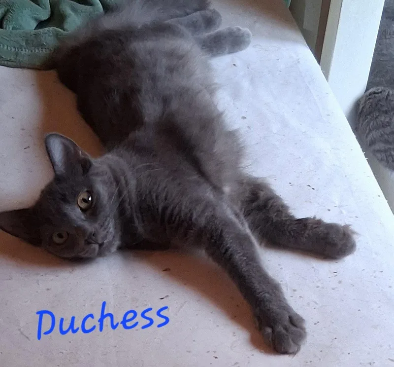 A young medium-sized female Domestic Short Hair cat named Duchess K for adoption in Longwood, FL