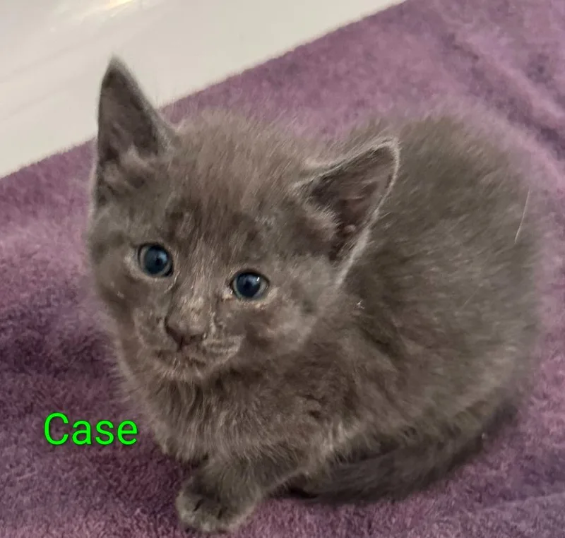 A baby large-sized male Russian Blue cat named Case for adoption in San Jacinto, CA