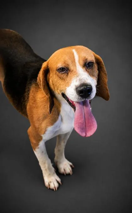 An adult medium-sized male Beagle dog named Shiloh for adoption in Bowling Green, KY