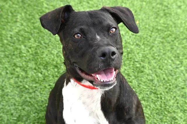 Delilah