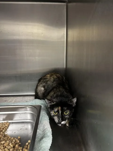 A young medium-sized female Domestic Short Hair cat named Jasai for adoption in Upper Marlboro, MD