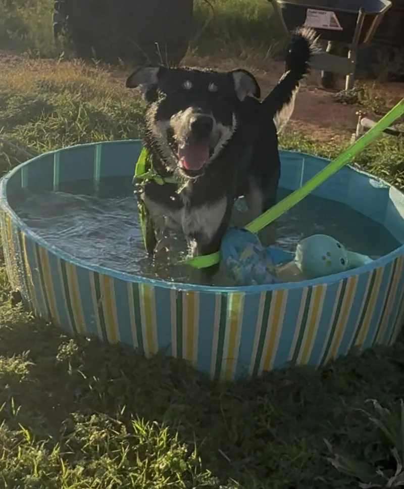 An adult medium-sized male Apricot / Beige Shepherd dog named Mickey for adoption