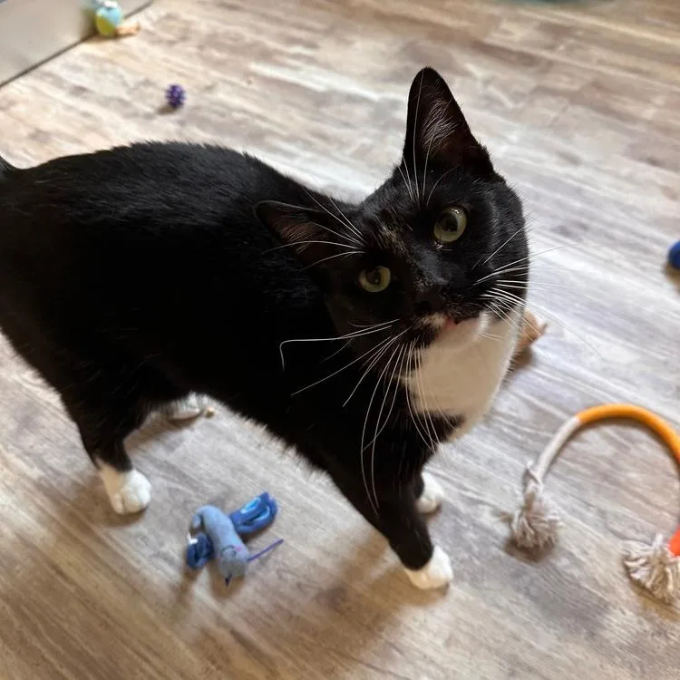 An adult small-sized male Black Domestic Short Hair cat named Zoom for adoption in Greensburg, PA