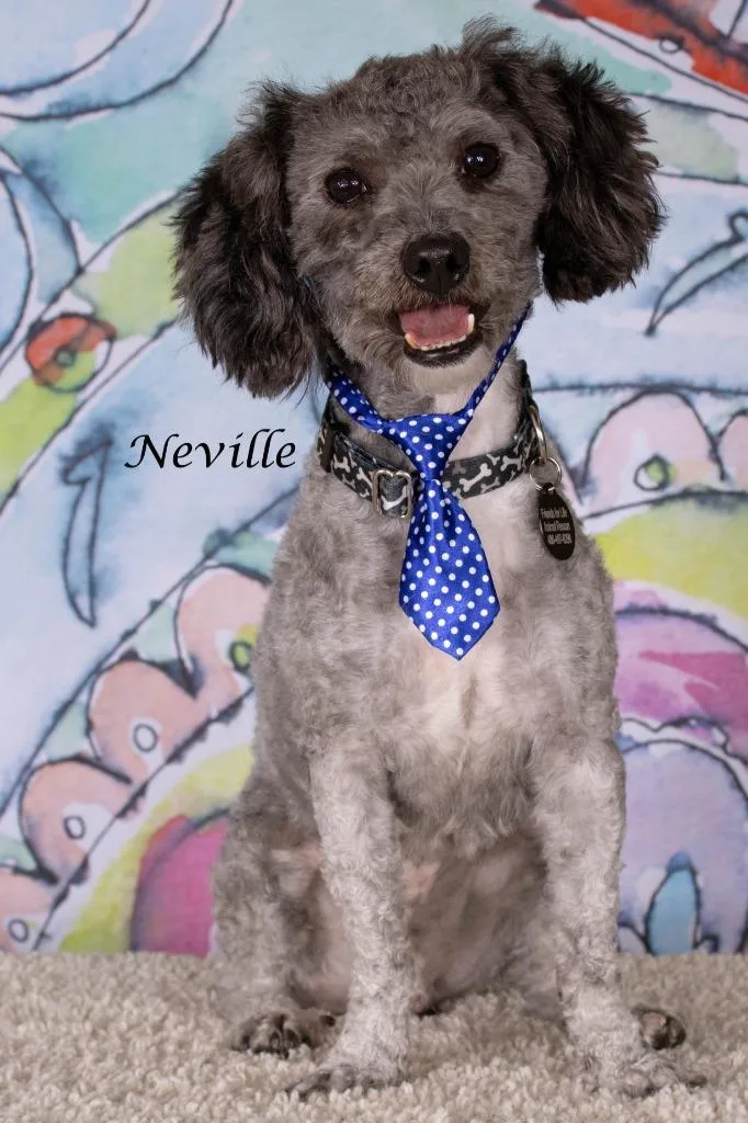 Neville thumbnail 2