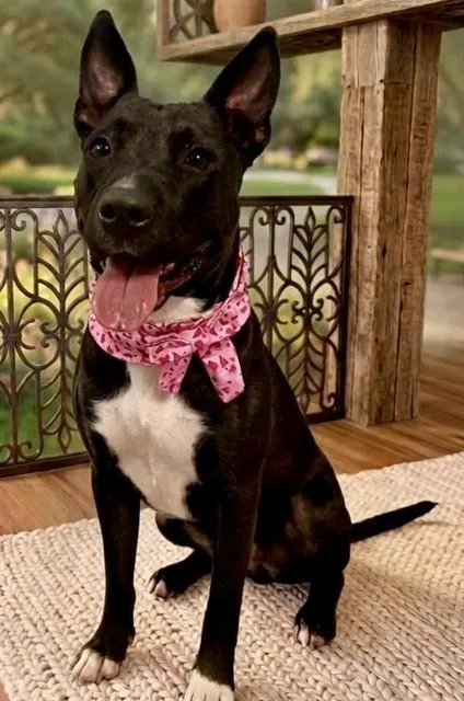 A young medium-sized female Terrier dog named Kimmy Talks for adoption in Miami, FL