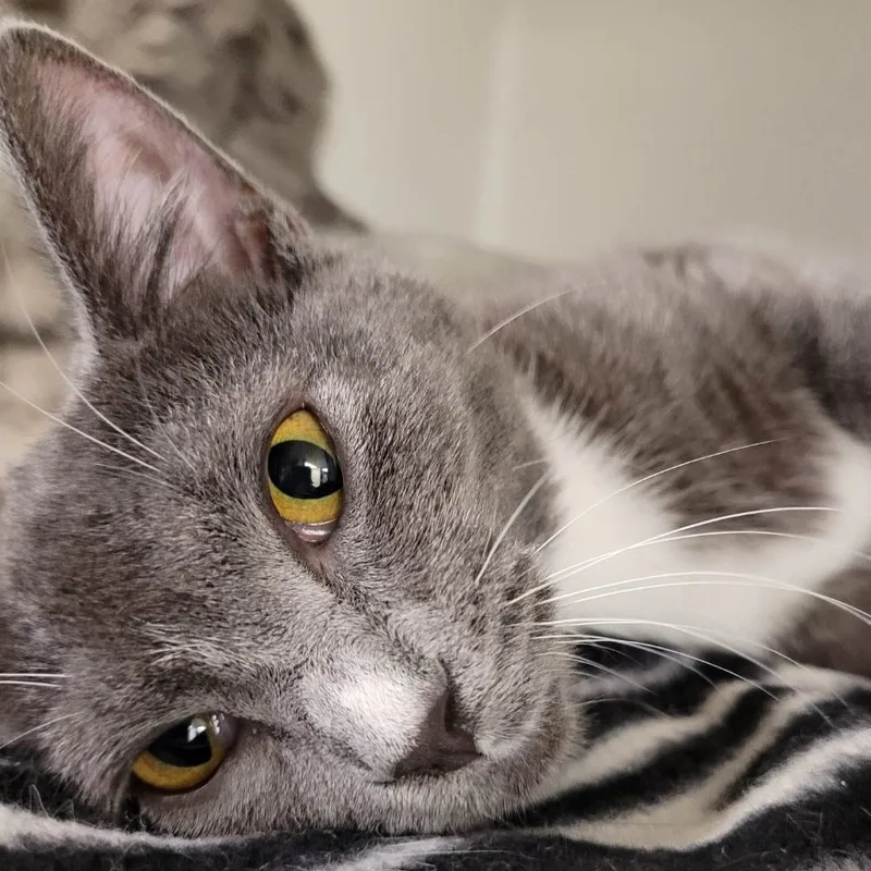 A young medium-sized female Gray / Blue / Silver Domestic Short Hair cat named Adelaide for adoption in Robinson, IL