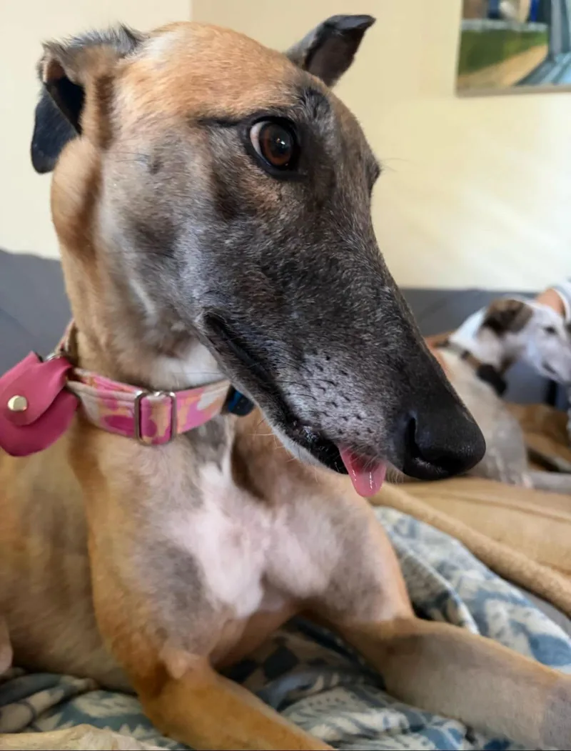A young medium-sized female Greyhound dog named RiRi for adoption in Winter Park, FL