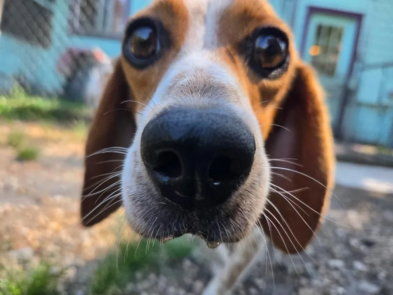 A young small-sized male Beagle dog named Cletus P Jones for adoption in Hardeeville, SC