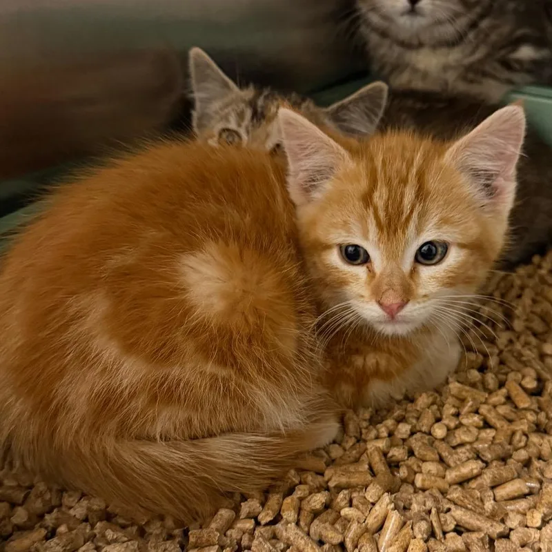 A baby small-sized male Orange / Red American Shorthair cat named Oopsie Bear for adoption in Cody, WY