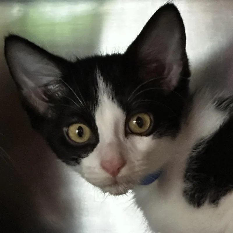 A baby small-sized male Black Domestic Short Hair cat named Fez for adoption in Chicago, IL