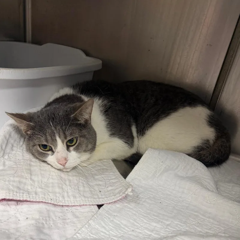 A young large-sized male Gray / Blue / Silver Domestic Short Hair cat named Bobo for adoption in Canton, IL