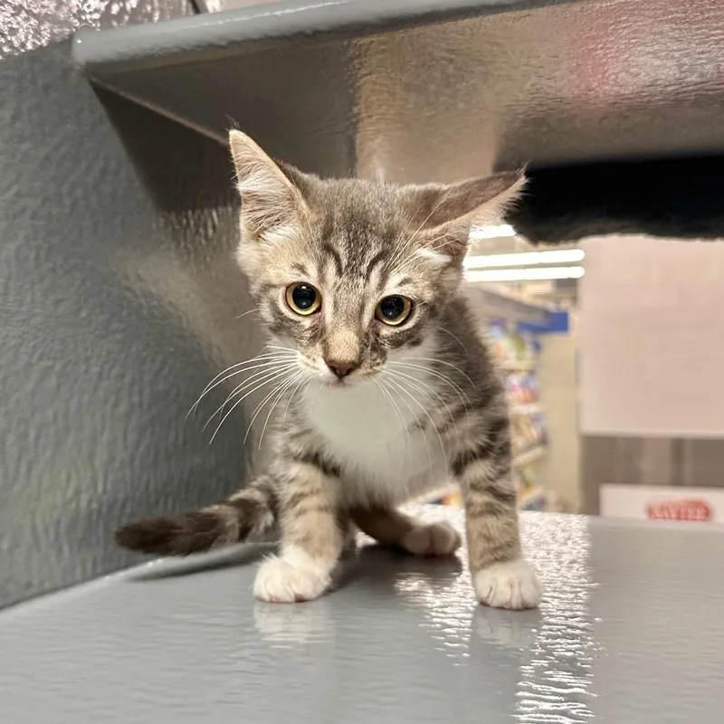 A baby medium-sized female Tabby (Gray / Blue / Silver) Domestic Short Hair cat named Quartz for adoption in Wantagh, NY