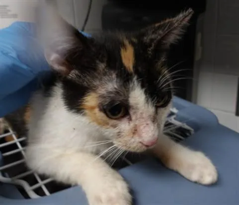 A baby medium-sized female Domestic Short Hair cat named Layla for adoption in Los Angeles, CA